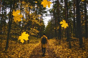 Fall promotions